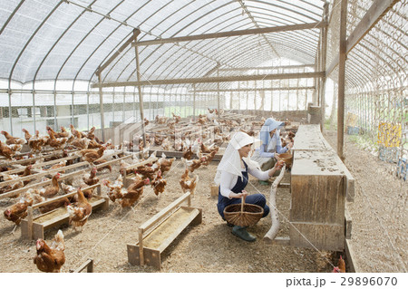 養鶏　女性 29896070