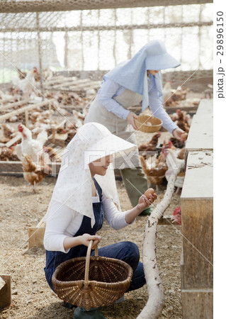 養鶏　女性 29896150