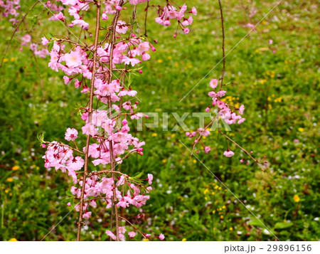 風に揺れるピンク色の枝垂れ桜 風に揺れるピンク色の枝垂れ桜 29896156