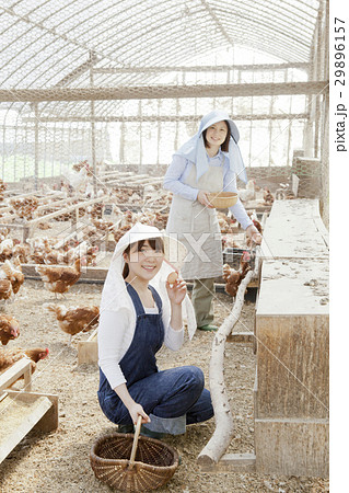 養鶏 女性 養鶏 女性 29896157