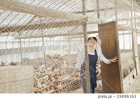 養鶏 女性 養鶏 女性 29896163