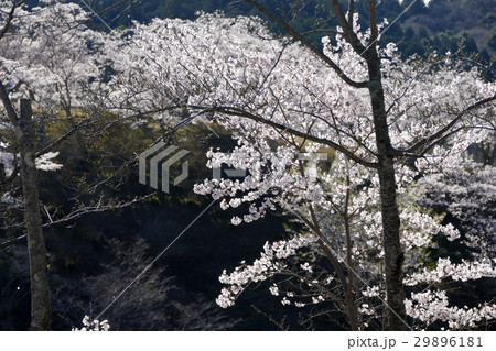 桜 西山公園 桜 西山公園 29896181