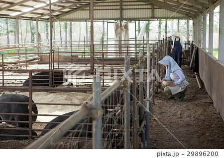 養豚　女性 29896200