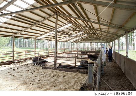 養豚　女性 29896204