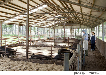 養豚　女性 29896205