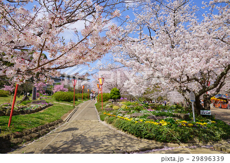 日岡山公園 桜並木の写真素材