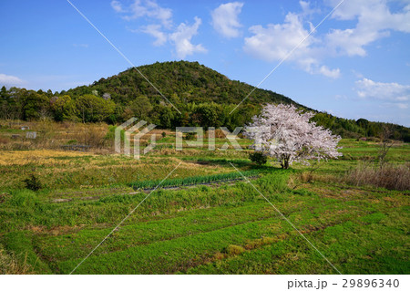里山の一本桜 29896340