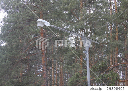 The lamppost in winter park 30423 The lamppost in winter park 30423 29896405