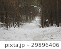 Snow path in winter forest 30425 29896406