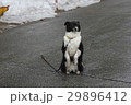 Black-white dog sitting on its hind legs on the 29896412
