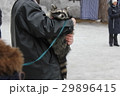 Domestic raccoon for walk in the winter park 30455 29896415