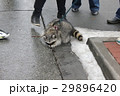 Domestic raccoon for walk in the winter park 30461 29896420