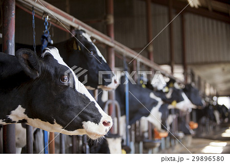 酪農 ウシ うし 酪農 ウシ うし 29896580