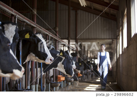 牛舎　女性 29896602
