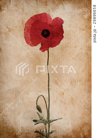 Poppy 29896658