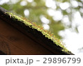 芽吹く苔 29896799