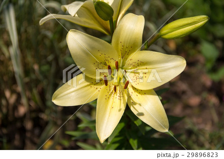 sunny bright yellow tiger lily lemon-colored 29896823