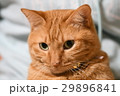 トラ猫 29896841