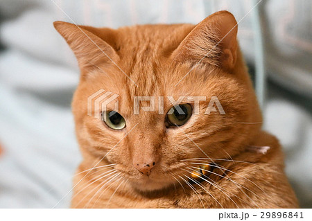 トラ猫 29896841