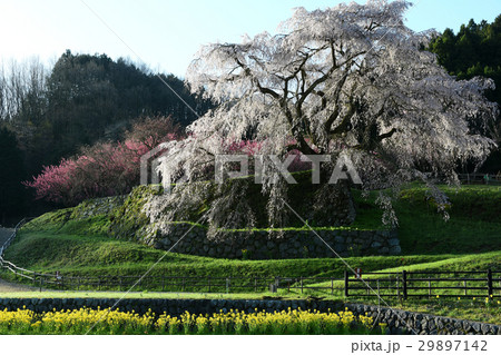 かわい黄色い花と又兵衛桜 29897142