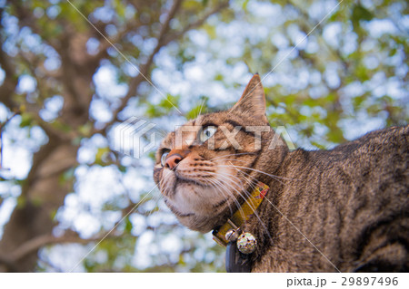 キジトラ猫 キジトラ猫 29897496
