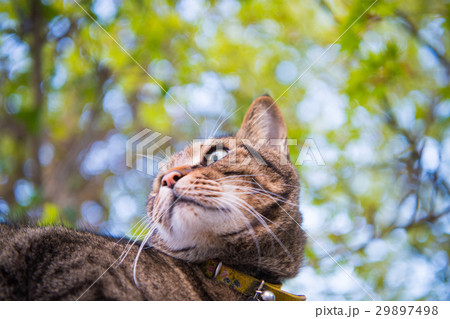 キジトラ猫 キジトラ猫 29897498