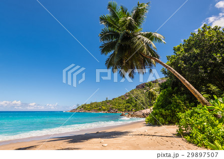 Tropical beach with horizontal palm 29897507