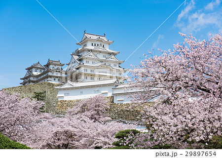姫路城　桜 29897654