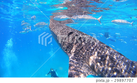 ジンベイザメ　自然　野生　水中写真 29897707