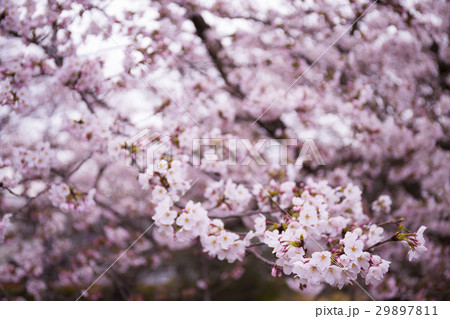 幻想的な桜 幻想的な桜 29897811