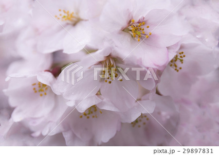 桜 クローズアップ 桜 クローズアップ 29897831
