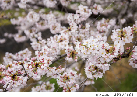 桜 長沢川 桜 長沢川 29897832