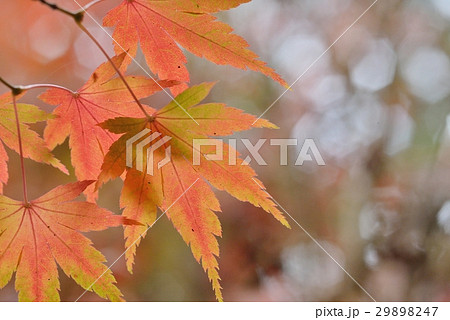 楓 カエデ メープル 29898247