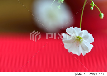 植物 工場 プランツ 29898444