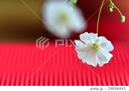 植物 工場 プランツ 29898445