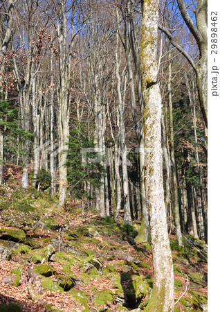 Beech forest in spring Beech forest in spring 29898462