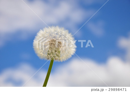 Dandelion and blue sky 29898471