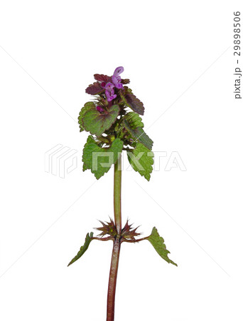 Red Deadnettle (Lamium purpureum) 29898506