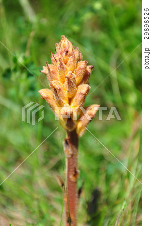 Broomrape (Orobanche) 29898526