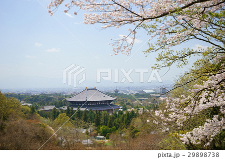 奈良・若草山大仏ビュースポット・桜1 奈良・若草山大仏ビュースポット・桜1 29898738