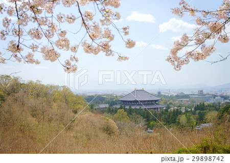 奈良・若草山大仏ビュースポット・桜6 奈良・若草山大仏ビュースポット・桜6 29898742