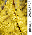 Blooming tree at sunny day 29898797