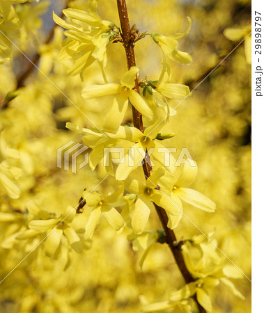 Blooming tree at sunny day Blooming tree at sunny day 29898797