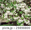 Blooming tree at sunny day 29898800