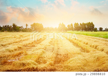 Paddy field after harvest, some still growing up Paddy field after harvest, some still growing up 29898810