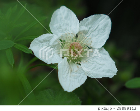 クサイチゴ 29899112