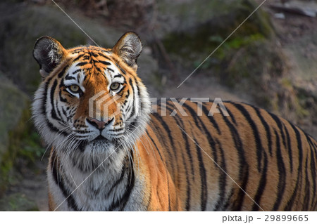 Close up portrait of Siberian Amur tiger 29899665