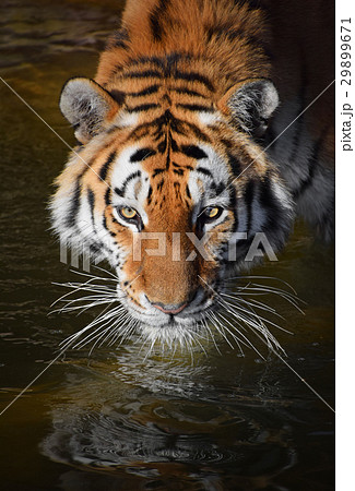 Close up portrait of Siberian Amur tiger 29899671