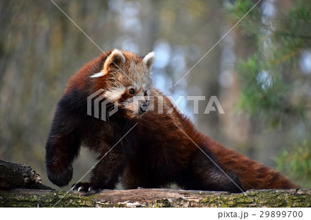 Red panda portrait on tree 29899700