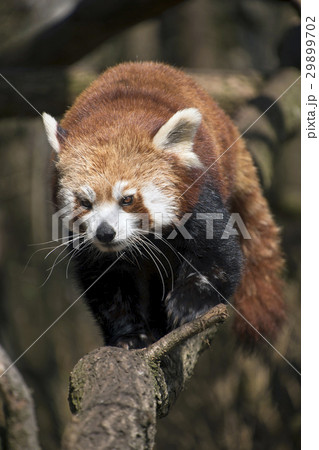 Red panda walks on tree branch 29899702